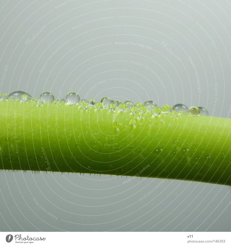 Tropfen mit Stiel Wassertropfen Blume Blüte Pflanze Wachstum Tulpe grün Regen Frühling gekrümmt glänzend nass durchsichtig Stengel Makroaufnahme Nahaufnahme