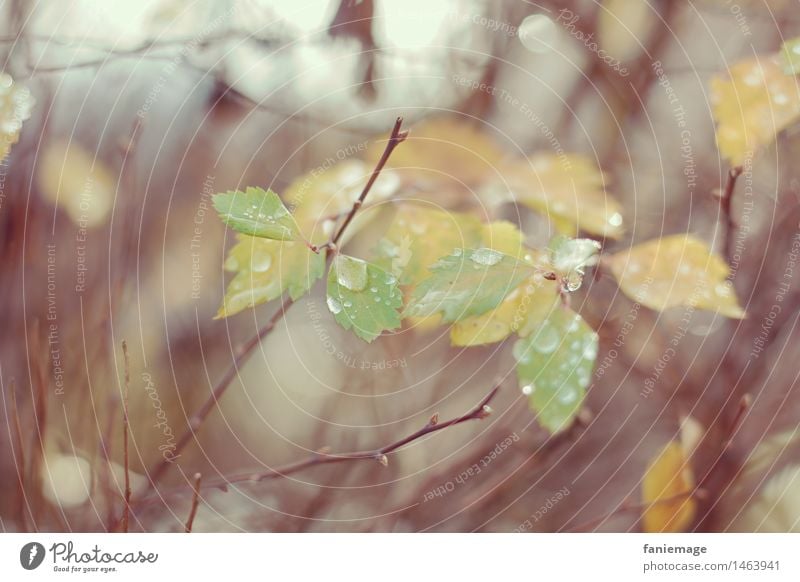 matinée hivernale III Natur Tropfen feucht Winter Pflanze Zweig Blatt Wasser Herbst kalt trist Unschärfe Mitte Wald Waldrand Zweige u. Äste gelb grün hellgrün