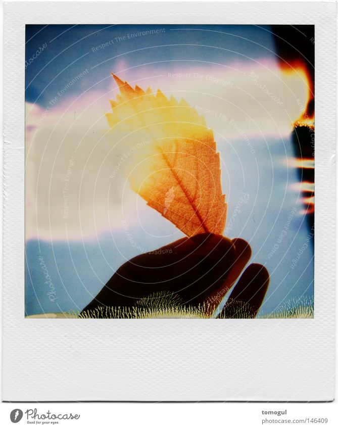 wasted Blatt Weinblatt Hand Herbst Lichtfleck Polaroid entwicklungsfehler