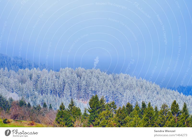 Winter Natur Landschaft Wolkenloser Himmel Klima Klimawandel Wetter Schönes Wetter Schnee Baum Alpen Berge u. Gebirge Schneebedeckte Gipfel wandern Winterurlaub