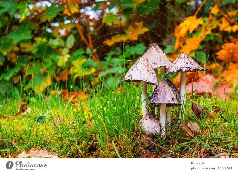 Pilze im Wald im Herbst schön Sommer Natur Pflanze Gras Moos Blatt Park Wiese Wachstum frisch natürlich wild braun grün gefährlich Farbe fallen magisch Märchen