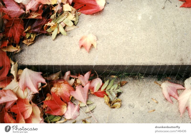 herbst II Herbst Blatt Treppe Beton Boden Jahreszeiten Sturm Wind fallen rot gelb grün Hintergrundbild kalt Physik Natur Wärme Außenaufnahme