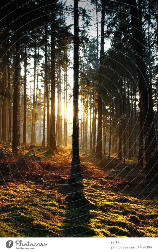 guten abend Natur Landschaft Pflanze Sonnenaufgang Sonnenuntergang Schönes Wetter Baum Wald authentisch natürlich schön Wärme Geborgenheit Gelassenheit geduldig