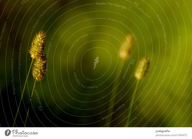 Gras grün Staubfäden Pollen Stengel Halm Ähren glänzend schön weich Rauschen Wiese zart beweglich sensibel federartig Weide Frieden sanft Sommer Physik