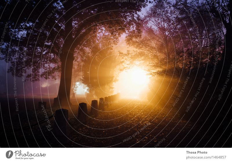 Light Natur Landschaft Feuer Luft leuchten Park Lampe Licht Friedhof Schatten dunkel hell Farbfoto Dämmerung Nacht