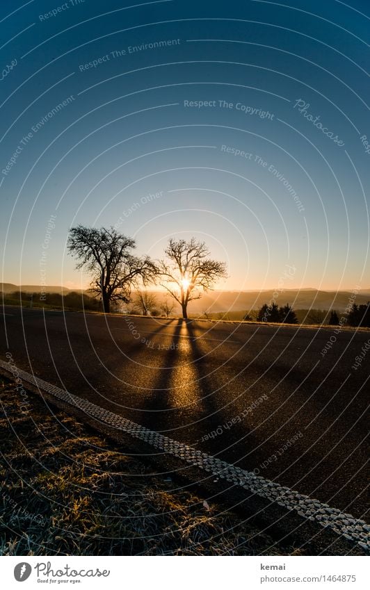 Der andere Weihnachtsbaum Umwelt Natur Landschaft Pflanze Wolkenloser Himmel Sonne Sonnenaufgang Sonnenuntergang Sonnenlicht Winter Schönes Wetter Baum Gras