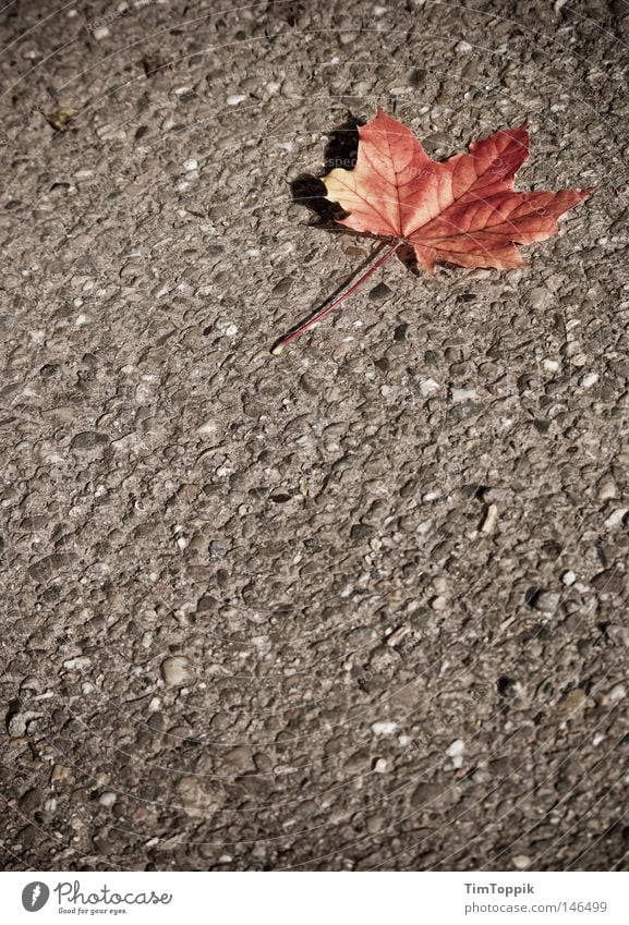 The Autumn Leaves (Street Version) Herbst Blatt Jahreszeiten Baum Straße Teer Asphalt Wege & Pfade Einsamkeit färben Vergänglichkeit