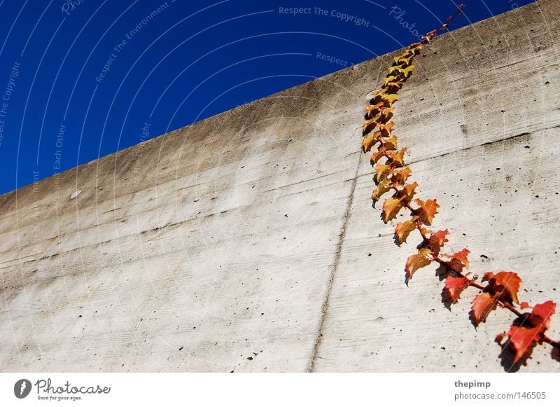 himmelwärts Ranke rot grün Pflanze Efeu Kletterpflanzen Mauer Wand grau Beton Himmel blau Herbst Sommertag Klettern