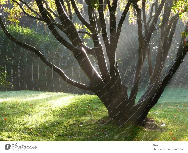 Wie der Tag, an dem du gegangen bist... Abschied Zweige u. Äste Baum Blatt dunkel Einsamkeit Frieden Morgennebel hell Herbst Hoffnung Jahreszeiten Licht Nebel