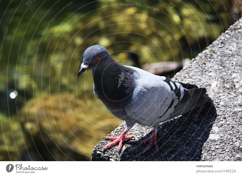 Taube Tobi Vogel fliegen Feder Tier Wasser Reflexion & Spiegelung See Physik Teich nass Wärme