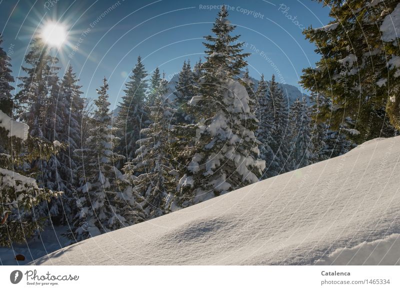 Traumwetter in verschneiter Gebirgslandschaft Winter Schnee Winterurlaub Berge u. Gebirge wandern Fitness Sport-Training Natur Landschaft Pflanze