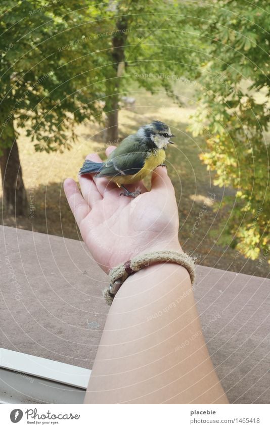 Kam ein Vogel geflogen... Natur Tier Park Flügel 1 beobachten berühren fangen festhalten fliegen füttern genießen Spielen träumen frech Glück Neugier niedlich