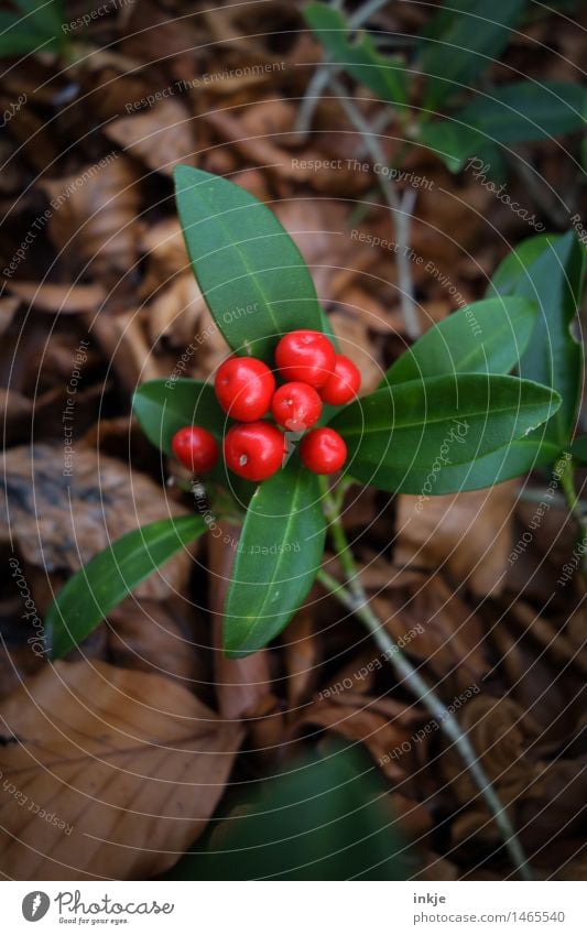 Chinesische Stechpalme Pflanze Herbst Sträucher Blatt Grünpflanze exotisch Ilex Beeren Garten rund braun grün rot Natur Farbfoto Außenaufnahme Nahaufnahme