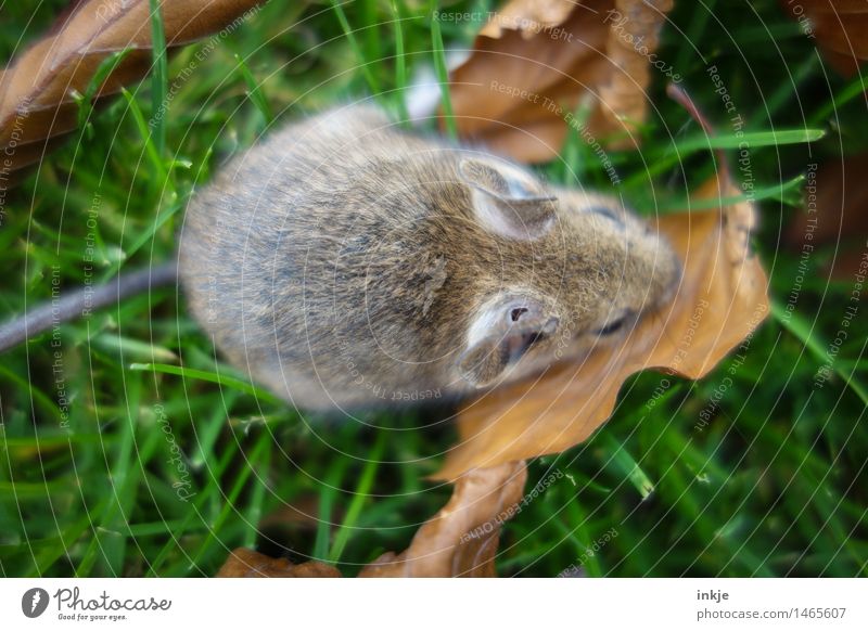 aua Tier Herbst Gras Blatt Wiese Wildtier Maus 1 hocken kaputt Gefühle Loch ausruhend Pause verletzen Wunde Farbfoto Außenaufnahme Nahaufnahme Makroaufnahme