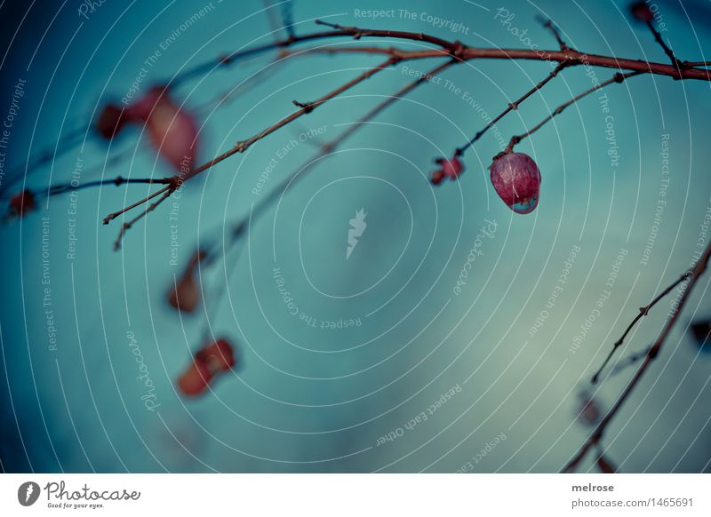 Winterbeere Natur Wassertropfen Schönes Wetter Zweige u. Äste Beerensträucher Feld Wald Winterbeeren hängen Traurigkeit verblüht dunkel einfach kalt Stadt braun