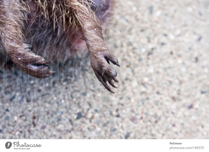 igelpranken Igel Pfote Tierfuß Bodenbelag Asphalt Krallen Beine Fell