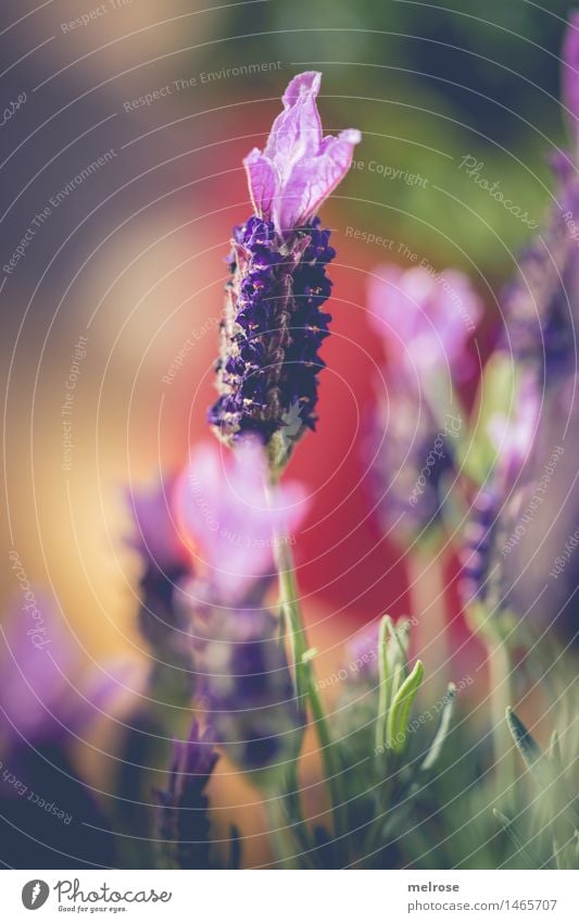 Mittelpunkt elegant Stil Geburtstag Natur Pflanze Sommer Schönes Wetter Blume Gras Sträucher Blüte Nutzpflanze Lavendel Blütenstiel Zierpflanze Heilpflanzen