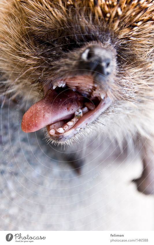 Alles zu spät.... Igel Zunge Nase Gebiss Stachel Tier Asphalt Tod kaputt Rachen Schnauze Maul Nasenloch Fell Mundgeruch