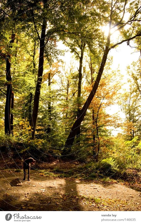 Bis bald im Wald! Baum Hund Sonnenuntergang Licht Blatt Herbst Jagdhund Pirsch Gegenlicht mehrere Holzmehl Schatten Natur deutsch kurzhaar viele forest dog Seil