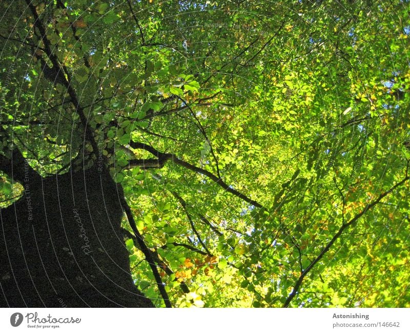 Dach Sommer Natur Wärme Baum Blatt Wachstum dunkel groß grün Perspektive Baumstamm Baumrinde Laubbaum Buche Geäst Zweige u. Äste Größe Farbfoto Blätterdach