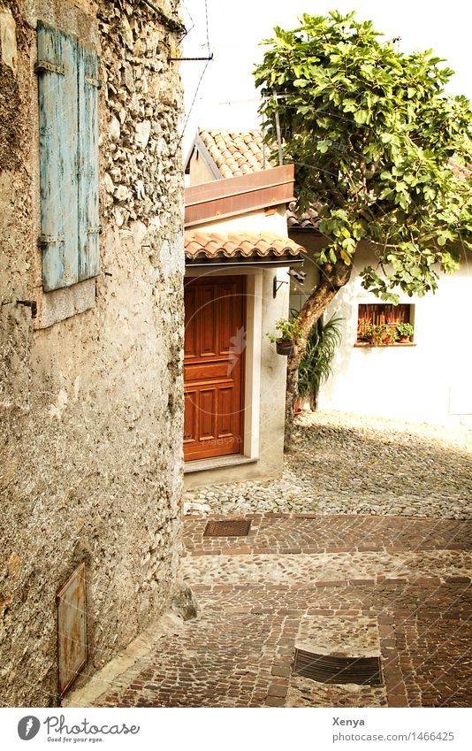 Häusergasse in Limone Baum Dorf Haus Mauer Wand Tür Stein braun grün Nostalgie malerisch Urlaubsfoto Urlaubsort Urlaubsstimmung Gasse Kopfsteinpflaster ruhig