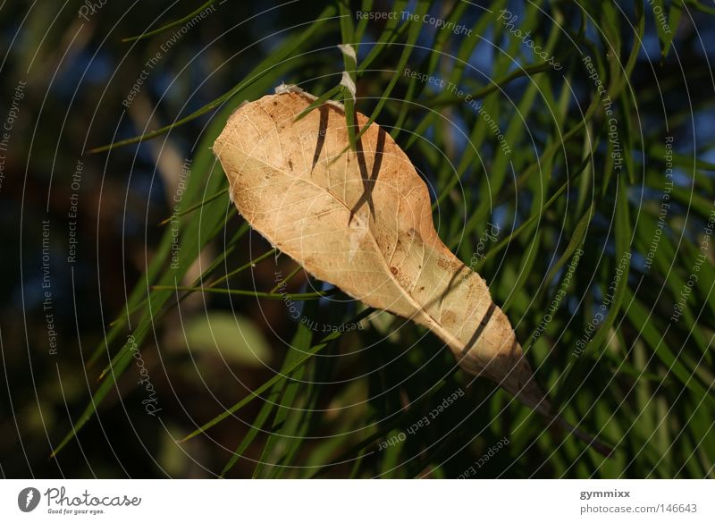 soft landing Blatt grün Herbst Australien braun Farbe Schatten Makroaufnahme Nahaufnahme Abnenddämmerung