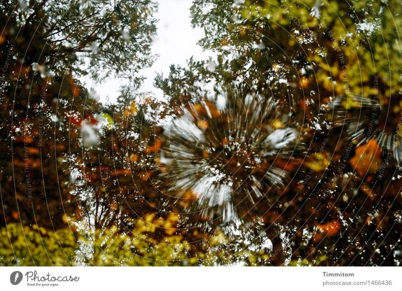 Splash naturelle. Umwelt Natur Wasser Schönes Wetter Baum Laubbaum Blatt Wald natürlich braun grün Reflexion & Spiegelung spritzen Farbfoto Außenaufnahme