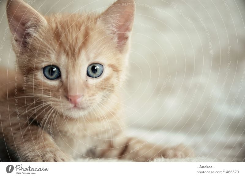 Fiffi 2 Haustier Katze 1 Tier beobachten Blick sitzen träumen Freundlichkeit orange rot Zufriedenheit cat roter Tiger rote Katze Tigerkatze Tigerfellmuster