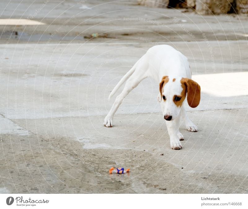 bleib mir fern II Farbfoto Außenaufnahme Textfreiraum links Textfreiraum oben Verkehrswege Haustier Hund Fell Pfote 1 Tier Bewegung Duft stehen frech braun weiß