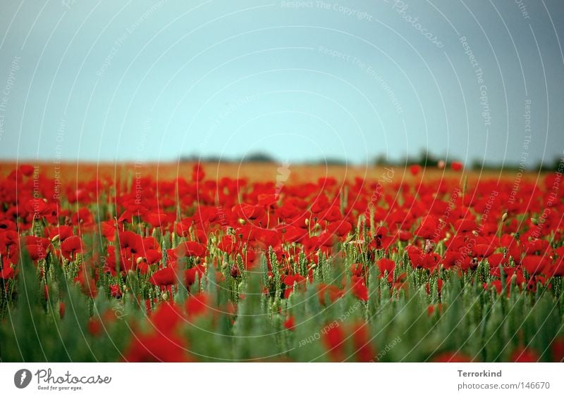 das.ist.luftholen. Mohn Feld Mohnfeld Blüte Sommer Duft Blumenwiese heiß vergangen Verliebtheit gewachsen durcheinander träumen traumhaft Natur Pflanze