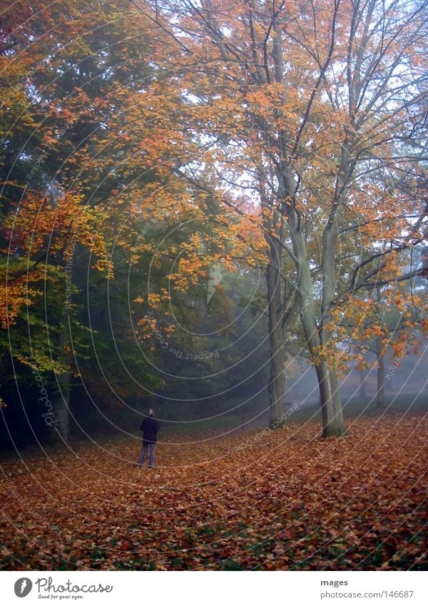 Morgenlauf Herbst laufen Laufsport Joggen Wald Baum Nebel Herbstlaub Blatt feucht mehrfarbig Hund Spielen Morgendämmerung