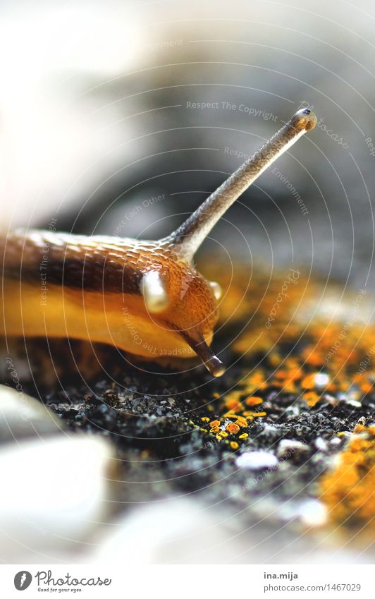 in Zeitlupe Umwelt Natur Tier Frühling Sommer Herbst Wildtier Schnecke 1 nah langsam schleimig Auge Schneckenschleim gelb Blick beobachten klein winzig