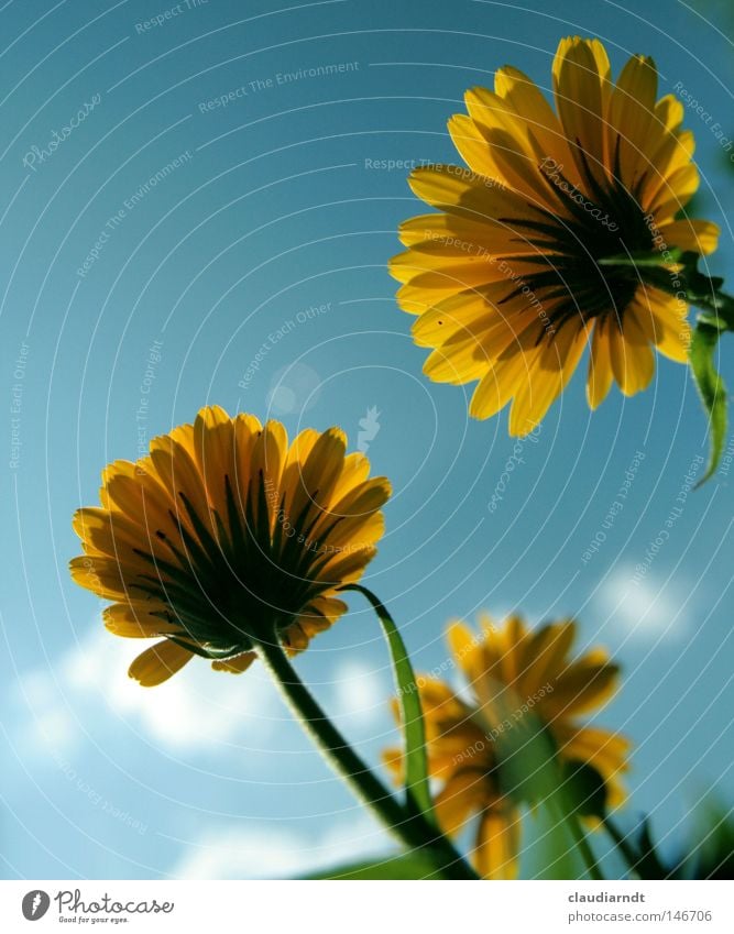 Flores Calendulae Blume Blüte Blühend Pflanze gelb Perspektive Heilpflanzen Ringelblume Alternativmedizin Pharmazie Käferperspektive Arzneipflanze Phytopharmaka