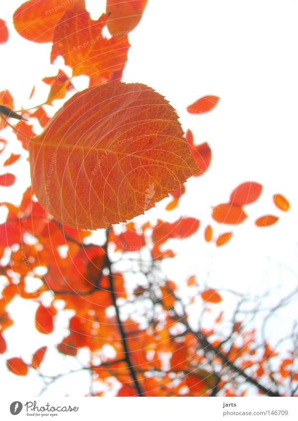 Blattgold Baum Herbst Wind Herbstwind Himmel jarts