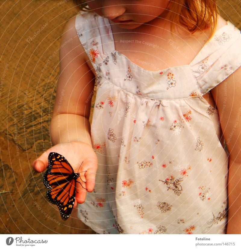 Flieg kleiner Schmetterling - oder ein kleines Mädchen hält ganz vorsichtig einen kleinen Schmetterling, der sich auf ihr ausruht Farbfoto Innenaufnahme Tag