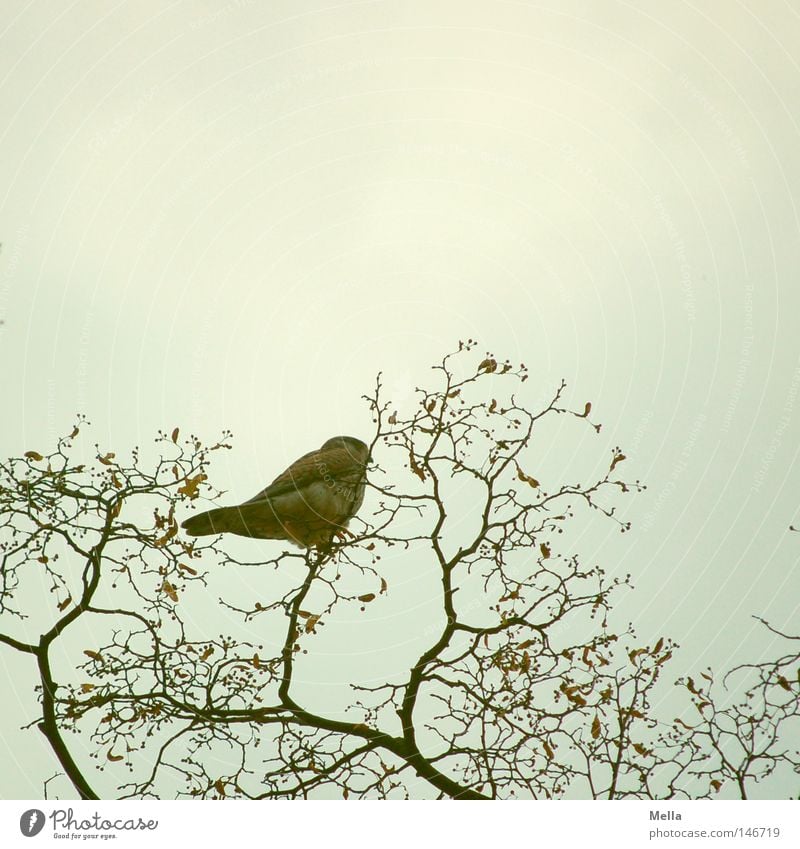 Falkenherbst Umwelt Natur Pflanze Tier Zweige u. Äste Vogel Turmfalke 1 hocken sitzen frei hoch natürlich oben grau Perspektive Baumkrone Aussicht Farbfoto