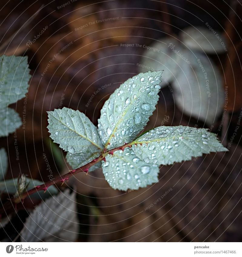 tau, schau, wem Natur Pflanze Urelemente Erde Wassertropfen Herbst Winter Blatt Wald Zeichen feucht Brombeerblätter Tau blau-grün Dorn nass Farbfoto