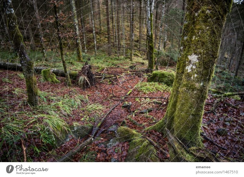 Wintermooswald Ferien & Urlaub & Reisen Ausflug Berge u. Gebirge wandern Natur Landschaft Pflanze Herbst Klima Baum Gras Sträucher Moos Grünpflanze Wald Urwald