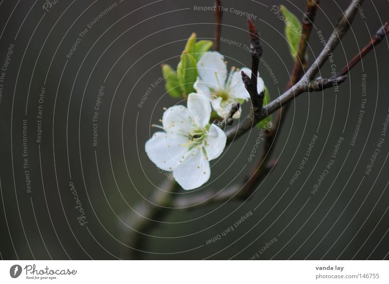 Apfelblüte Blüte Blume zart Natur Pflanze Frucht Kirsche Obstbaum Geäst Zweige u. Äste grün Frühling Blühend Leben unschuldig 2 Stock weiß Unschärfe