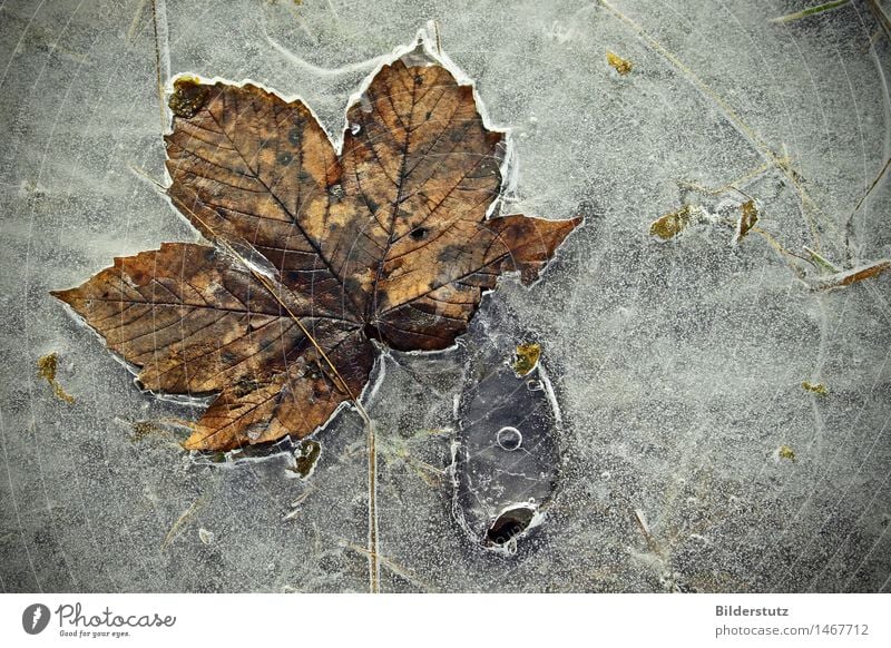 Ice Koi Natur Herbst Winter Eis Frost Blatt Fisch ästhetisch außergewöhnlich fantastisch kalt schön braun grau bizarr einzigartig Kunst gefroren frostig