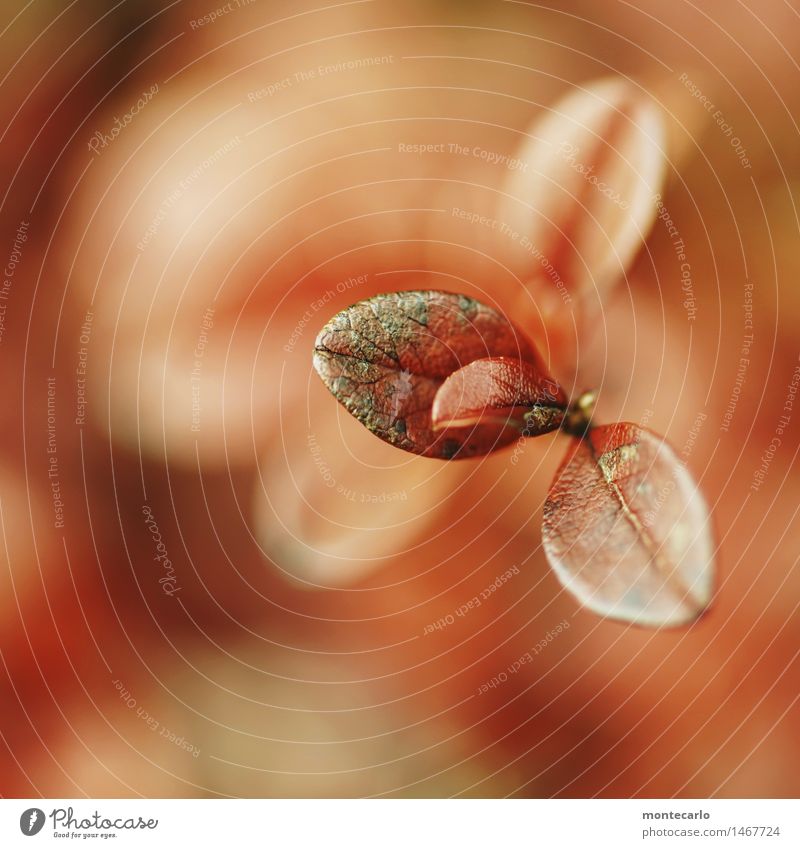 durch die brille Umwelt Natur Pflanze Sträucher Blatt Grünpflanze Wildpflanze Hecke alt dünn authentisch einfach frisch schön einzigartig klein natürlich