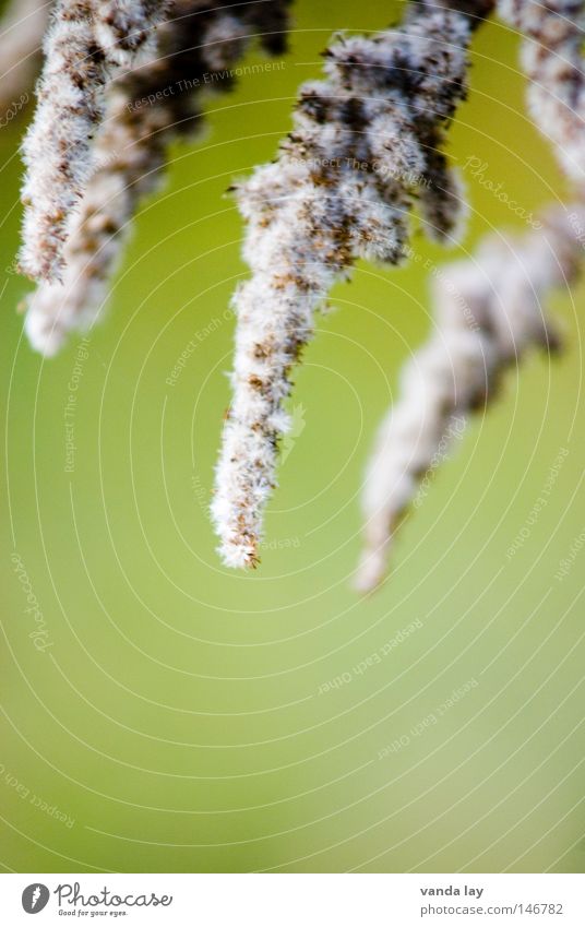 Zapfenstreich weich grün Wolle Dame Pflanze nah Blume Herz-/Kreislauf-System Fortpflanzung Zuckerwatte Hintergrundbild Kanadische Goldrute Herbst schön