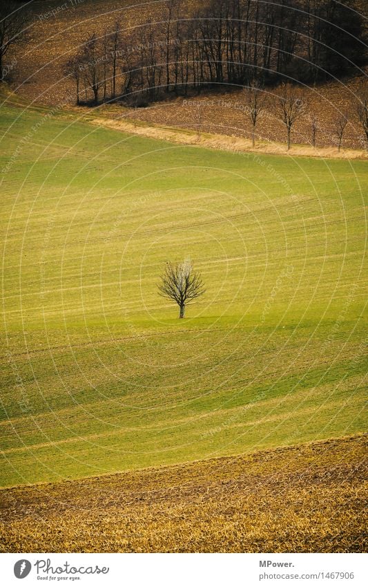 baum Umwelt Umweltschutz Baum klein Feldrand Herbst karg einzeln Ackerbau Farbfoto Außenaufnahme Menschenleer Textfreiraum links Textfreiraum Mitte Nacht