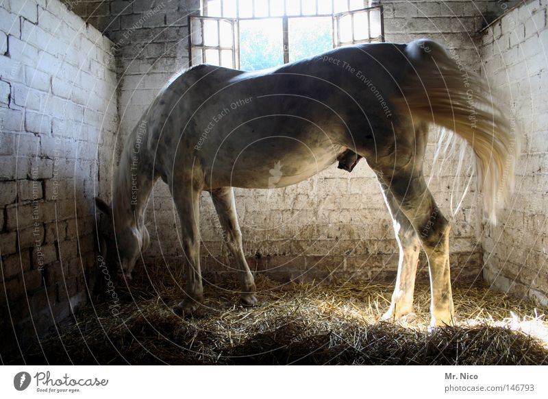 Sohn von Kleiner Onkel und Jolly Jumper Pferd Tier wiehern Mischling Stall Nutztier Haustier Ausritt Stroh Streu Appetit & Hunger Fressen Futter stehen dreckig