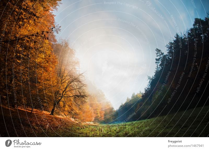 2 Worlds in 1 Natur Landschaft Pflanze Himmel Sonne Sonnenlicht Herbst Wetter Schönes Wetter Nebel Baum Gras Wiese Feld Wald Hügel Erholung genießen