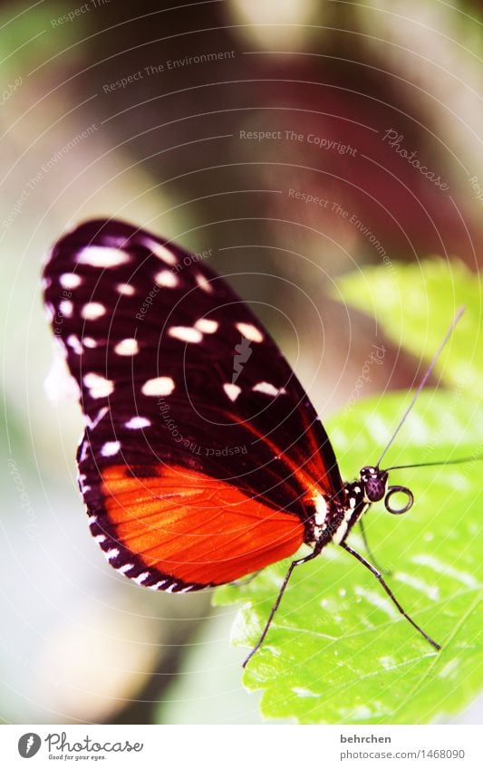 rolle Natur Pflanze Tier Baum Sträucher Blatt Garten Park Wiese Wildtier Schmetterling Tiergesicht Flügel Facettenauge Rüssel Fühler Beine 1 beobachten Erholung