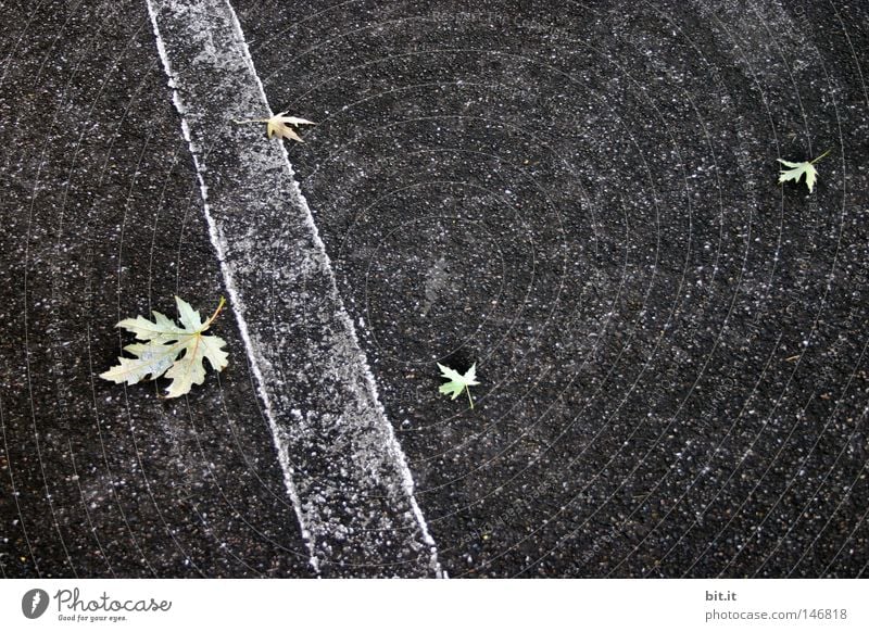 DREI ZU EINS Blatt grau Grauwert weiß Herbst trist Streifen Linie Asphalt Verkehrswege Straße