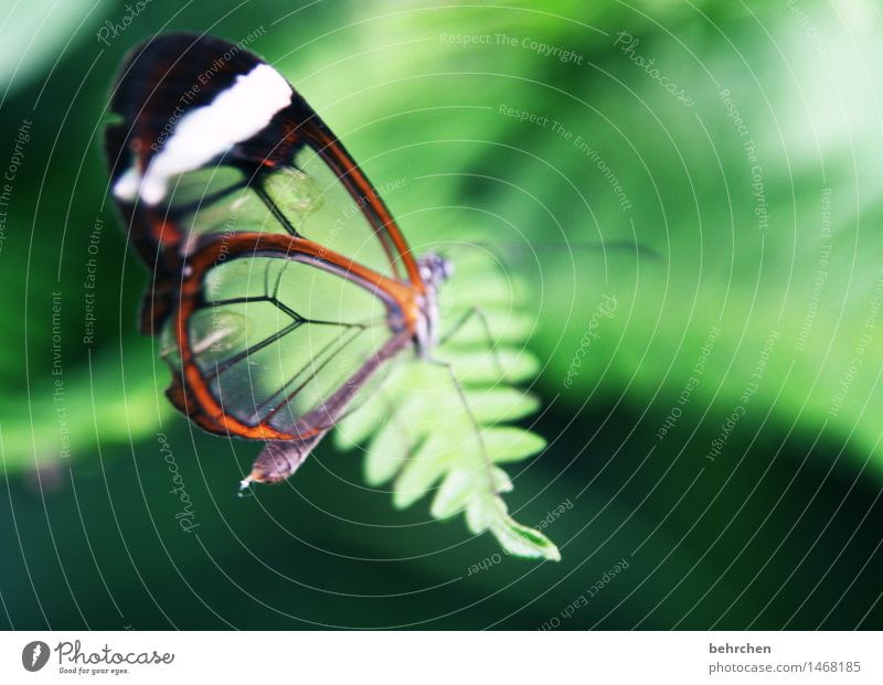 glas Natur Pflanze Tier Frühling Sommer Farn Blatt Garten Park Wiese Wildtier Schmetterling Flügel glasflügelfalter 1 beobachten Erholung fliegen Fressen