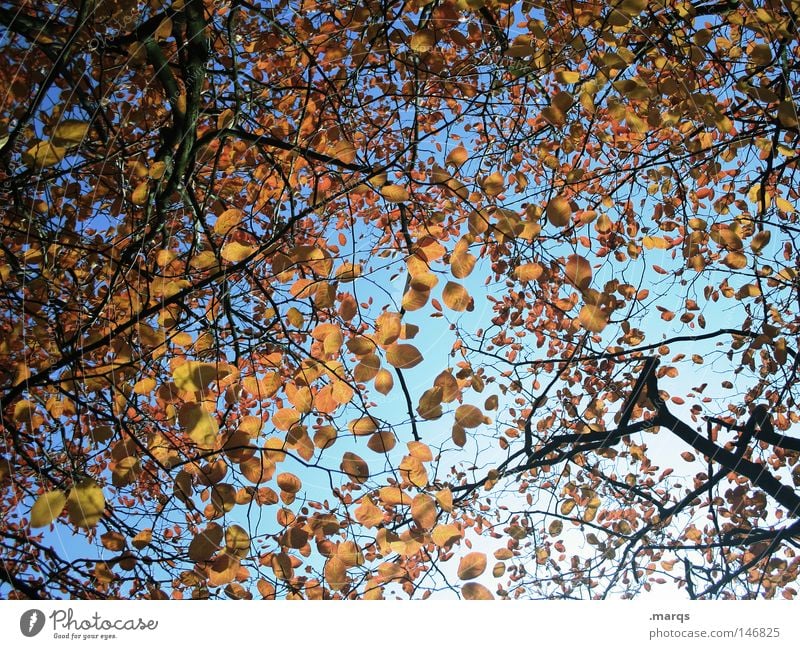 Disarrangement rund Oval Blatt Baum welk Herbst Geäst Pflanze Färbung durcheinander Vergänglichkeit Ast blau Zweig Natur orange Himmel blätterdecke