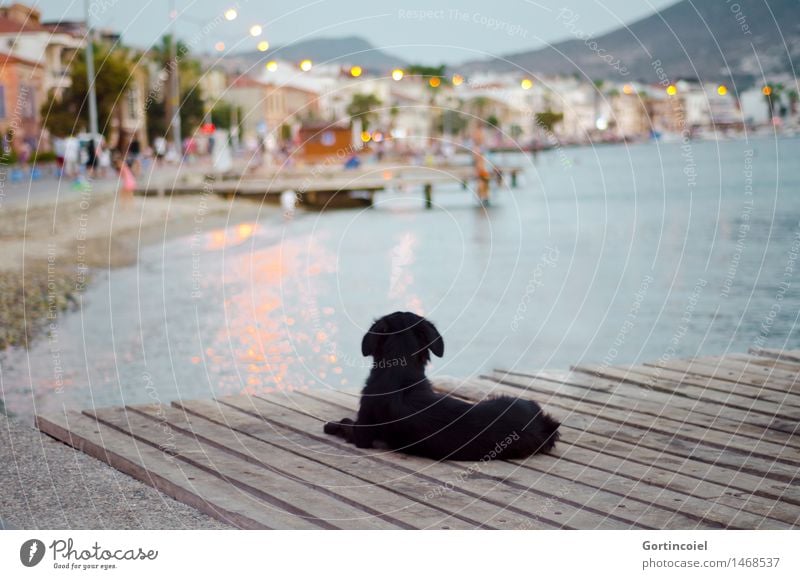 In vier Tagen... Sommer Küste Strand Meer Fischerdorf Kleinstadt Altstadt Hund 1 Tier liegen leuchten Promenade Steg Straßenhund Ägäis Türkei Foca Foça Farbfoto